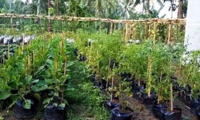 Pekarangan rumah yang berhasil ditanami sejumlah sayuran