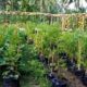 Pekarangan rumah yang berhasil ditanami sejumlah sayuran
