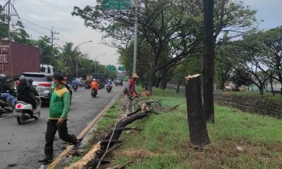 Antisipasi Pohon Tumbang, DKRTH Kota Surabaya Lakukan Perantingan dan Pembersihan Sampah