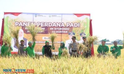Gubernur Jatim bersama Bupati Karna Lakukan Panen Perdana Padi Varietas Baru BK Situbondo