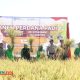 Gubernur Jatim bersama Bupati Karna Lakukan Panen Perdana Padi Varietas Baru BK Situbondo